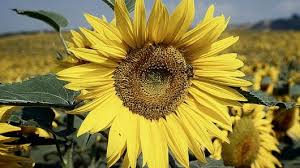 Image result for Helianthus annuus