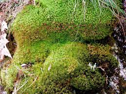 Attēlu rezultāti vaicājumam “Dicranella schreberiana sporophyte”