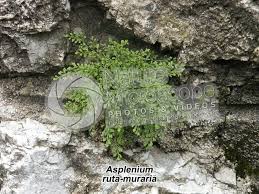 Attēlu rezultāti vaicājumam “Asplenium ruta-muraria”