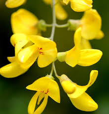 Attēlu rezultāti vaicājumam “Laburnum anagyroides flower”