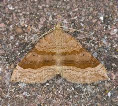 Attēlu rezultāti vaicājumam “Scotopteryx chenopodiata”