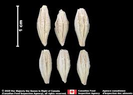 Attēlu rezultāti vaicājumam “Hordeum vulgare fruit”