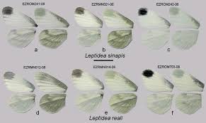 Attēlu rezultāti vaicājumam “Leptidea sinapis underside”