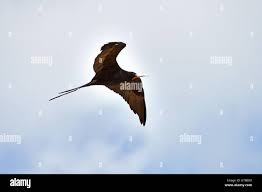 Image result for Fregata aquila