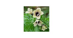 Attēlu rezultāti vaicājumam “Hyoscyamus niger fruit”