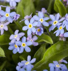 Image result for Vergissmeinnicht