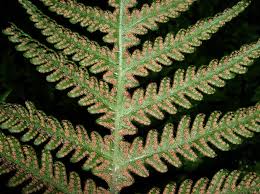 Attēlu rezultāti vaicājumam “Phegopteris connectilis”