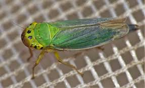Attēlu rezultāti vaicājumam “Cicadella viridis”