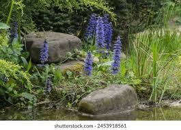 Attēlu rezultāti vaicājumam “Ajuga reptans bud”