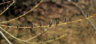 Attēlu rezultāti vaicājumam “Salix purpurea”