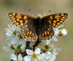 Attēlu rezultāti vaicājumam “Hamearis lucina”