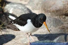 Attēlu rezultāti vaicājumam “Haematopus ostralegus”