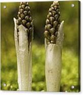 Attēlu rezultāti vaicājumam “Neottia nidus-avis bud”