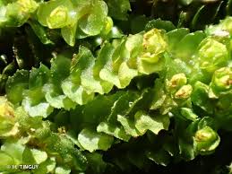 Attēlu rezultāti vaicājumam “Barbilophozia lycopodioides”