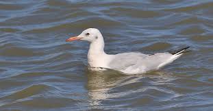 Image result for Chroicocephalus genei