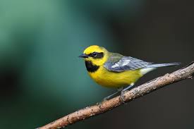 Image result for Vermivora chrysoptera