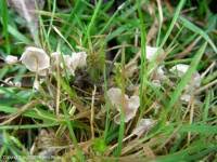 Attēlu rezultāti vaicājumam “Arrhenia retiruga”