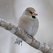 Attēlu rezultāti vaicājumam “Coccothraustes coccothraustes”