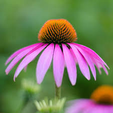 Image result for roter Sonnenhut