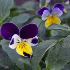 Attēlu rezultāti vaicājumam “Viola tricolor subsp. curtisii leaf”