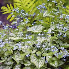 Image result for Brunnera `Jack Frost`