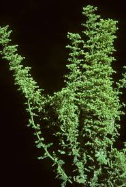 Image result for Chenopodium botrys
