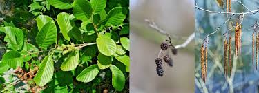 Attēlu rezultāti vaicājumam “Alnus”