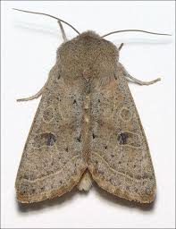 Attēlu rezultāti vaicājumam “Orthosia sp.”