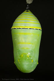 Attēlu rezultāti vaicājumam “Nymphalis pupa”