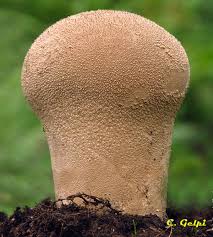 Attēlu rezultāti vaicājumam “Calvatia excipuliformis”