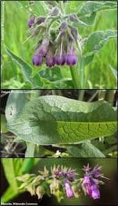 Attēlu rezultāti vaicājumam “Symphytum officinale leaf”