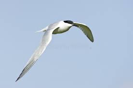 Attēlu rezultāti vaicājumam “Sterna sandvicensis adult”