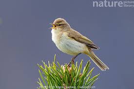 Attēlu rezultāti vaicājumam “Phylloscopus collybita”
