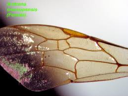 Attēlu rezultāti vaicājumam “Andrena”