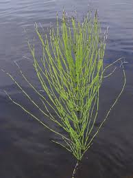 Attēlu rezultāti vaicājumam “Equisetum arvense”