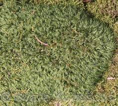 Attēlu rezultāti vaicājumam “Paraleucobryum longifolium”