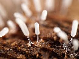 Attēlu rezultāti vaicājumam “Stemonitopsis typhina spores”