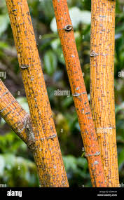 Attēlu rezultāti vaicājumam “Acer rufinerve fruit”