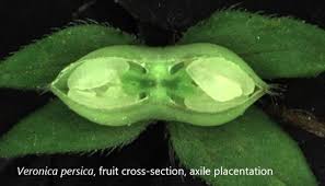 Attēlu rezultāti vaicājumam “Veronica persica fruit”