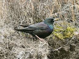 Attēlu rezultāti vaicājumam “Sturnus vulgaris”