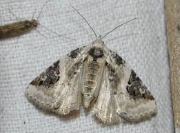 Attēlu rezultāti vaicājumam “Pseudeustrotia candidula”