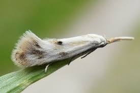 Attēlu rezultāti vaicājumam “Elachista maculicerusella”