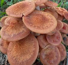 Attēlu rezultāti vaicājumam “Badhamia capsulifera var. arborea sessile”