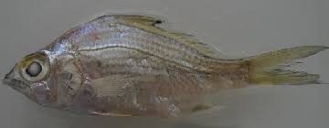 Image result for Eugerres plumieri