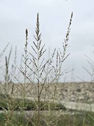 Attēlu rezultāti vaicājumam “Schistidium robustum sporophyte”