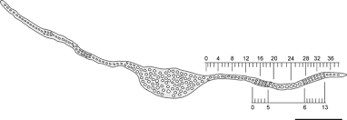 Attēlu rezultāti vaicājumam “Palustriella falcata”