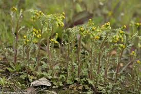 Attēlu rezultāti vaicājumam “Senecio vulgaris leaf”