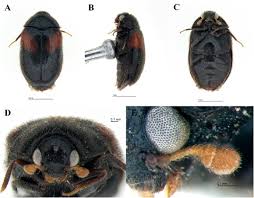 Attēlu rezultāti vaicājumam “Megatoma undata”