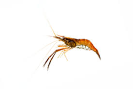 Image result for Dermatolepis inermis