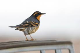 Image result for Ixoreus naevius